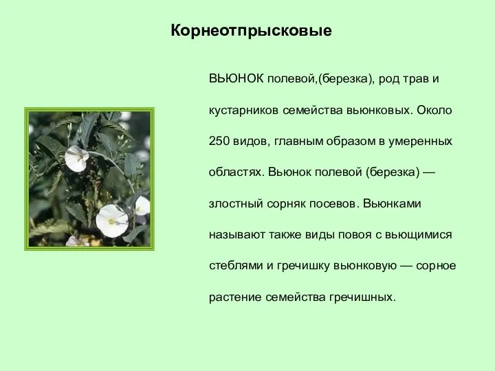 ВЬЮНОК полевой,(березка), род трав и кустарников семейства вьюнковых. Около 250 видов,