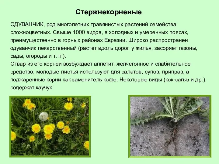 ОДУВАНЧИК, род многолетних травянистых растений семейства сложноцветных. Свыше 1000 видов, в