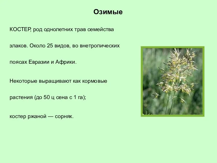 КОСТЕР, род однолетних трав семейства злаков. Около 25 видов, во внетропических