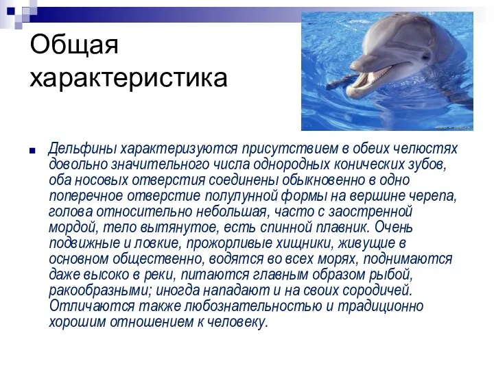 Общая характеристика Дельфины характеризуются присутствием в обеих челюстях довольно значительного числа