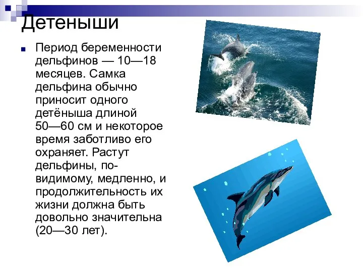Детеныши Период беременности дельфинов — 10—18 месяцев. Самка дельфина обычно приносит