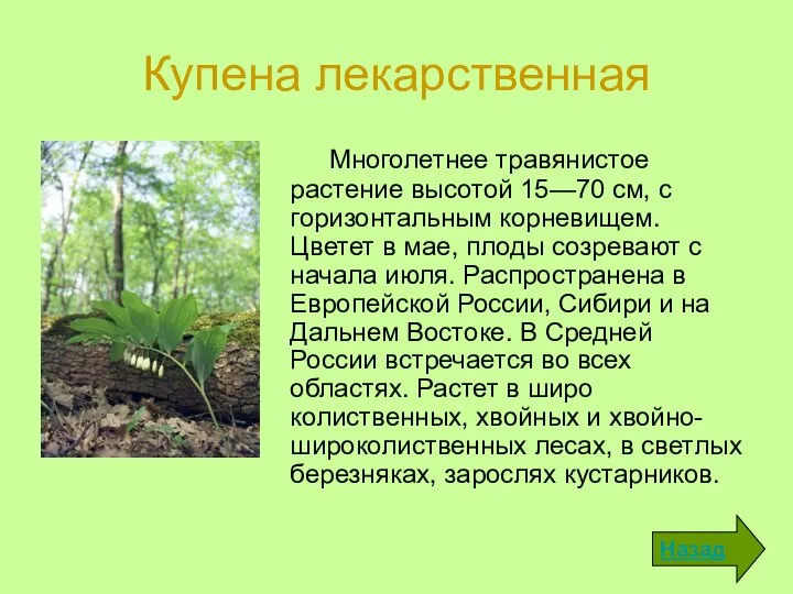 Купена лекарственная Многолетнее травянистое растение высотой 15—70 см, с горизон­тальным корневищем.