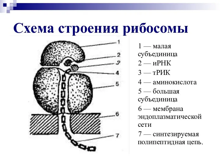 Схема строения рибосомы 1 — малая субъединица 2 — иРНК 3