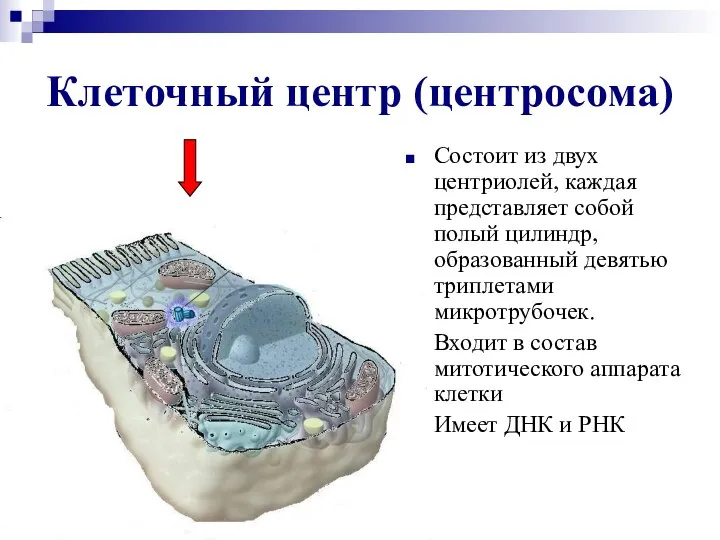 Клеточный центр (центросома) Состоит из двух центриолей, каждая представляет собой полый