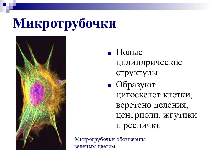 Микротрубочки Полые цилиндрические структуры Образуют цитоскелет клетки, веретено деления, центриоли, жгутики