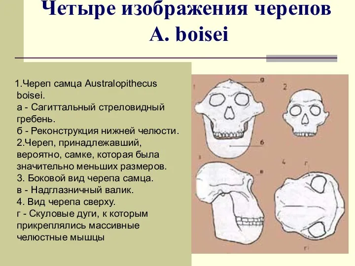 Четыре изображения черепов A. boisei 1.Череп самца Australopithecus boisei. а -