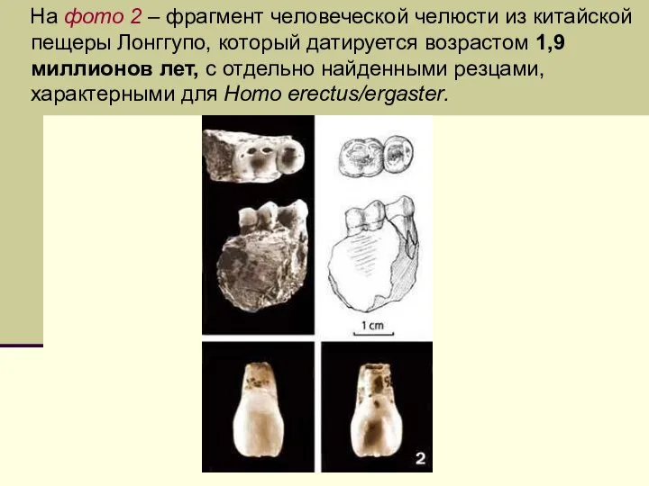 На фото 2 – фрагмент человеческой челюсти из китайской пещеры Лонггупо,