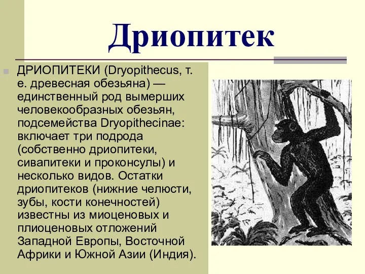 Дриопитек ДРИОПИТЕКИ (Dryopithecus, т. е. древесная обезьяна) — единственный род вымерших