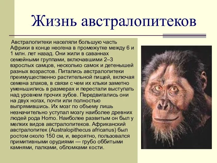 Жизнь австралопитеков Австралопитеки населяли большую часть Африки в конце неогена в