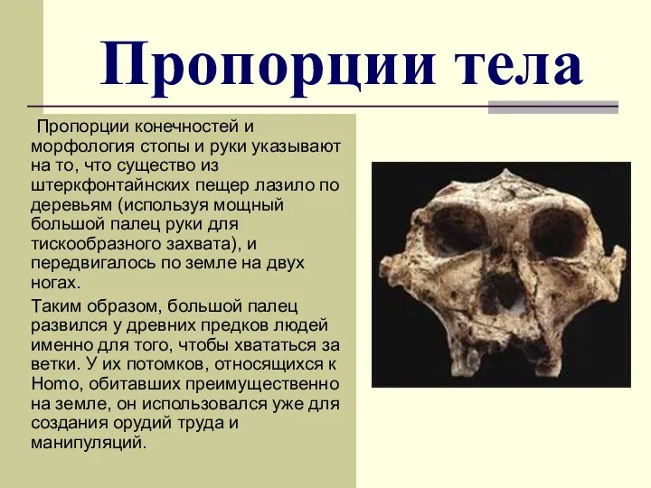 Пропорции тела Пропорции конечностей и морфология стопы и руки указывают на