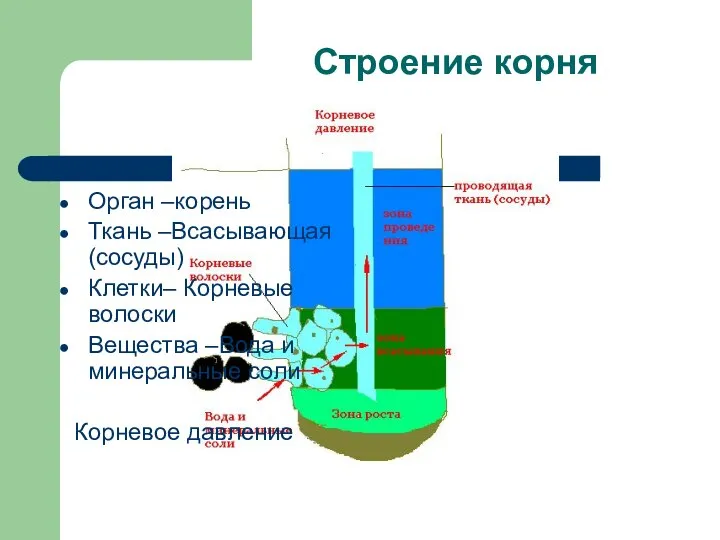 Строение корня Орган –корень Ткань –Всасывающая (сосуды) Клетки– Корневые волоски Вещества