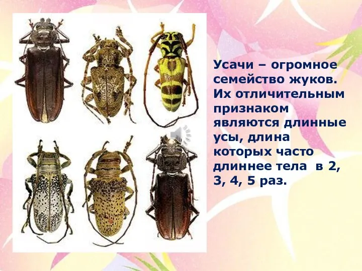 Усачи – огромное семейство жуков. Их отличительным признаком являются длинные усы,