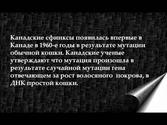 Канадские сфинксы появилась впервые в Канаде в 1960-е годы в результате