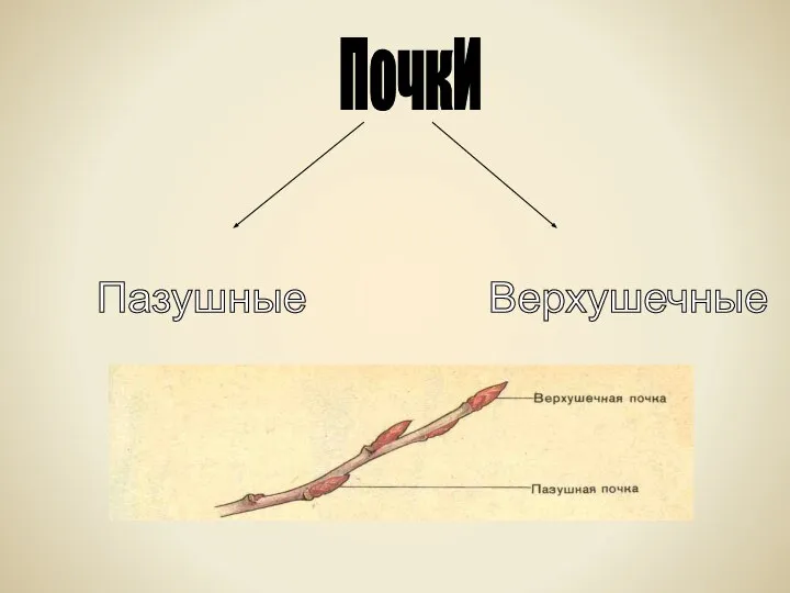 ПочкИ Пазушные Верхушечные