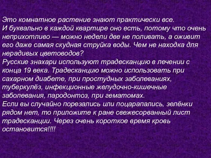 Это комнатное растение знают практически все. И буквально в каждой квартире