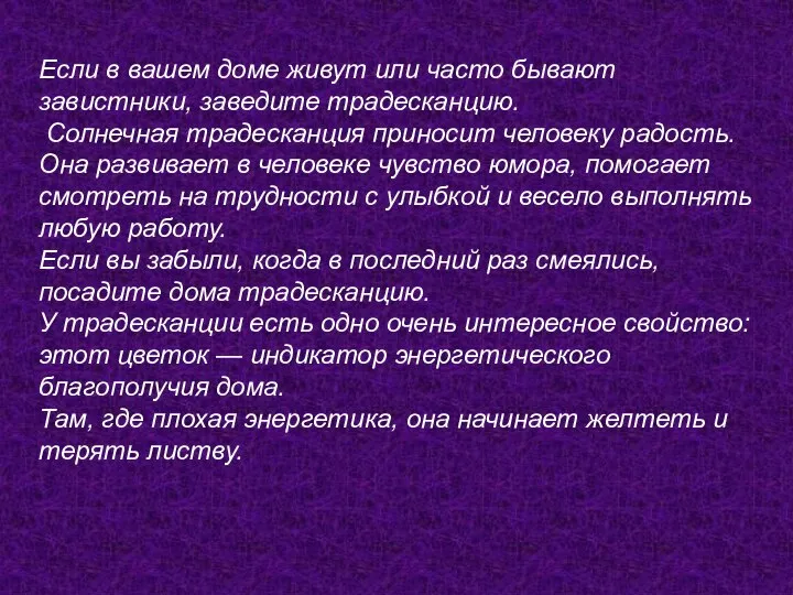 Если в вашем доме живут или часто бывают завистники, заведите традесканцию.