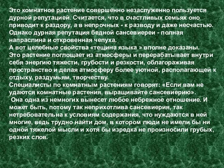 Это комнатное растение совершенно незаслуженно пользуется дурной репутацией. Считается, что в