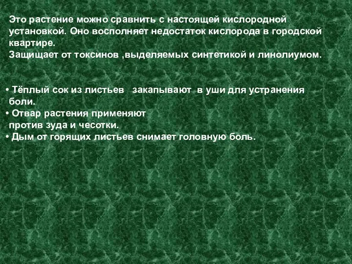 Это растение можно сравнить с настоящей кислородной установкой. Оно восполняет недостаток