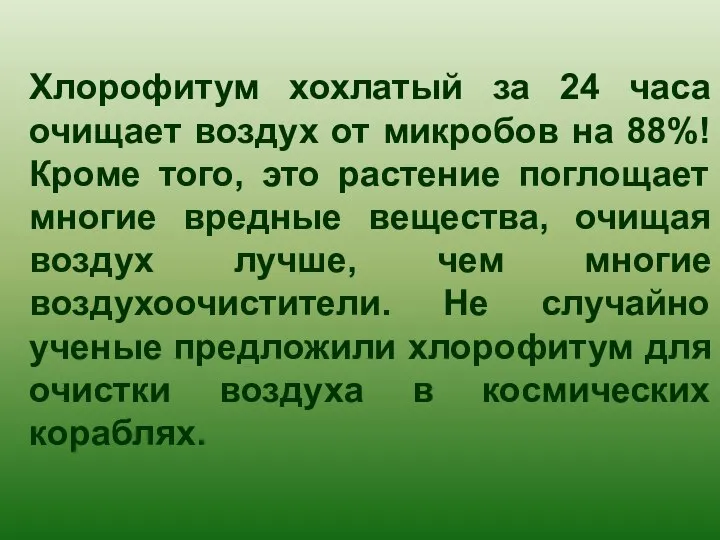 Хлорофитум хохлатый за 24 часа очищает воздух от микробов на 88%!