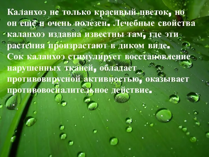 Каланхоэ не только красивый цветок, но он ещё и очень полезен.