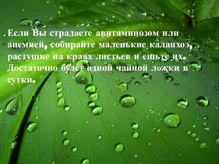 Если Вы страдаете авитаминозом или анемией, собирайте маленькие каланхоэ, растущие на