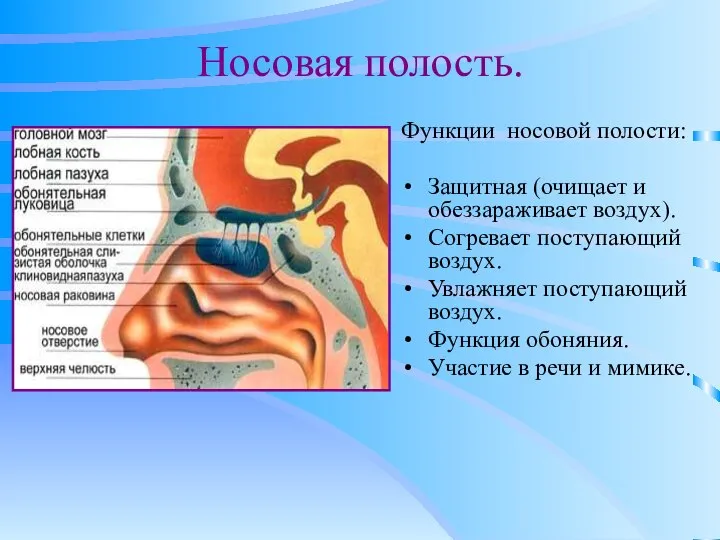 Носовая полость. Функции носовой полости: Защитная (очищает и обеззараживает воздух). Согревает