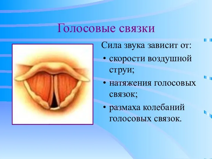 Голосовые связки Сила звука зависит от: скорости воздушной струи; натяжения голосовых связок; размаха колебаний голосовых связок.