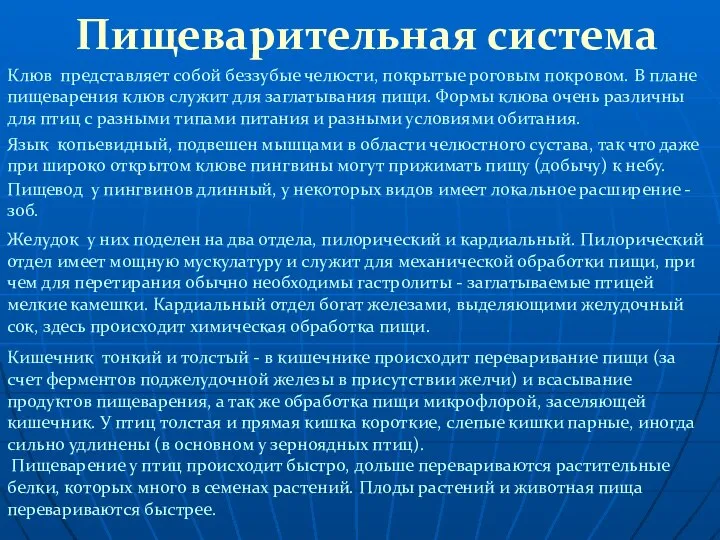 Пищеварительная система Язык копьевидный, подвешен мышцами в области челюстного сустава, так