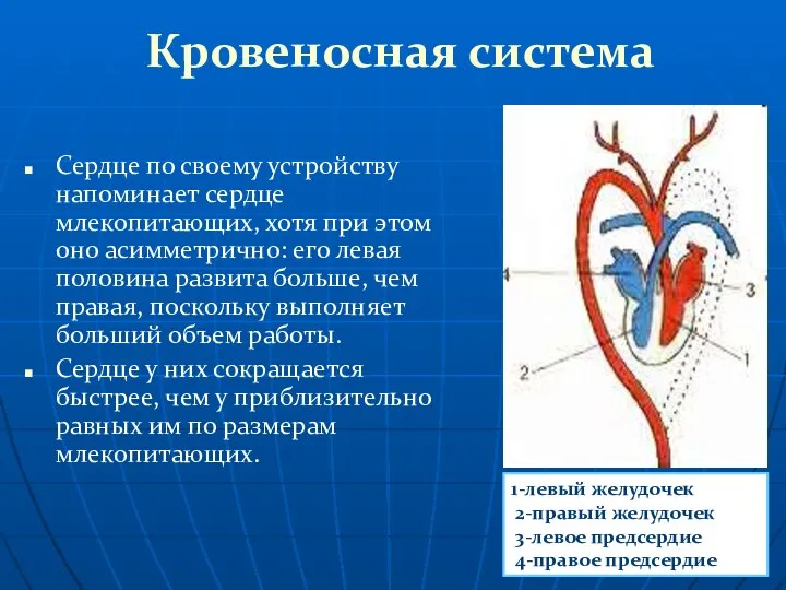 Кровеносная система Сердце по своему устройству напоминает сердце млекопитающих, хотя при