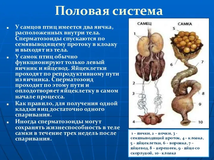 Половая система У самцов птиц имеется два яичка, расположенных внутри тела.