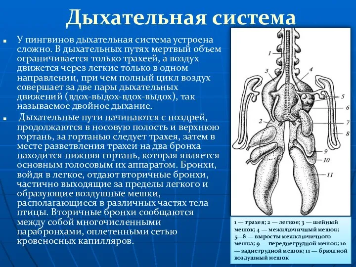 Дыхательная система У пингвинов дыхательная система устроена сложно. В дыхательных путях