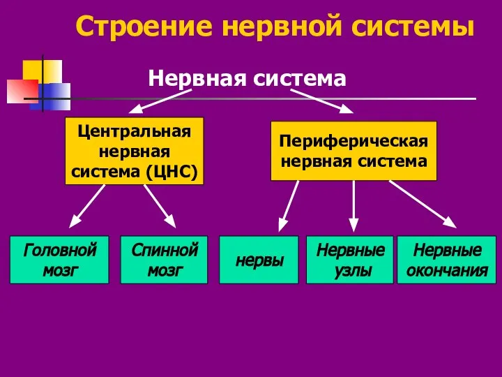 Строение нервной системы Нервная система Центральная нервная система (ЦНС) Периферическая нервная