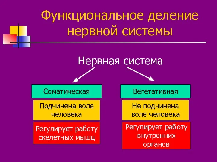 Функциональное деление нервной системы Нервная система Соматическая Вегетативная Подчинена воле человека