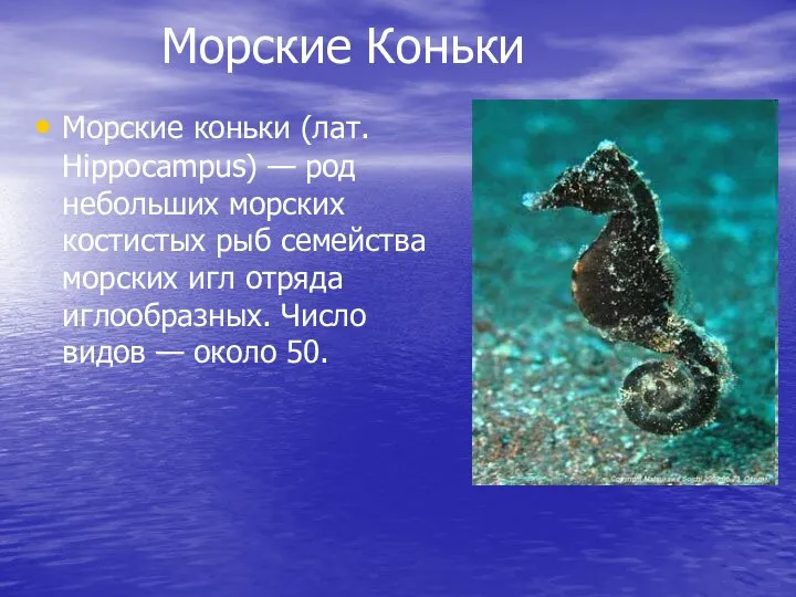 Морские Коньки Морские коньки (лат. Hippocampus) — род небольших морских костистых