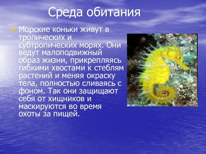 Среда обитания Морские коньки живут в тропических и субтропических морях. Они