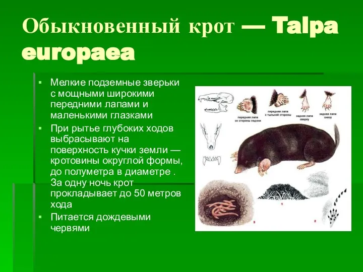 Обыкновенный крот — Talpa europaea Мелкие подземные зверьки с мощными широкими