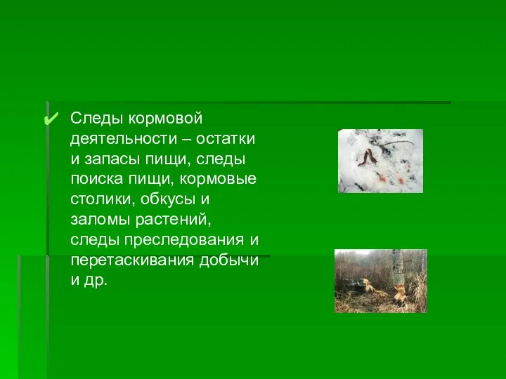 Следы кормовой деятельности – остатки и запасы пищи, следы поиска пищи,