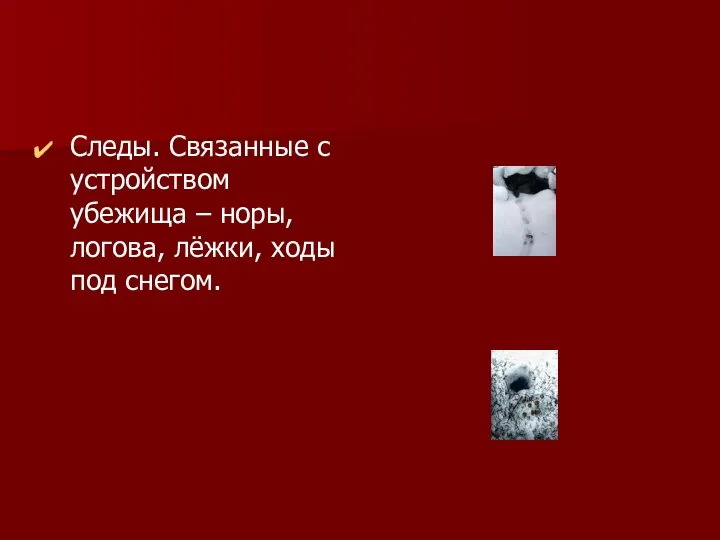 Следы. Связанные с устройством убежища – норы, логова, лёжки, ходы под снегом.