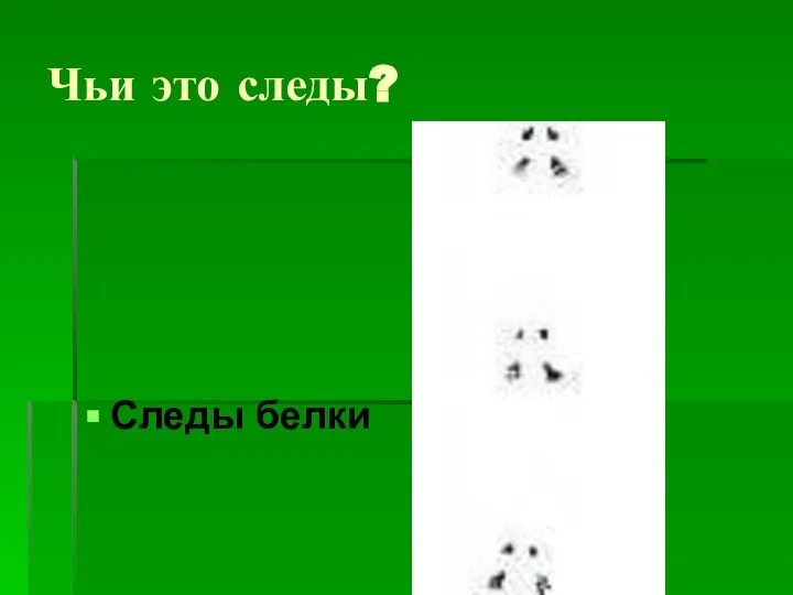 Чьи это следы? Следы белки