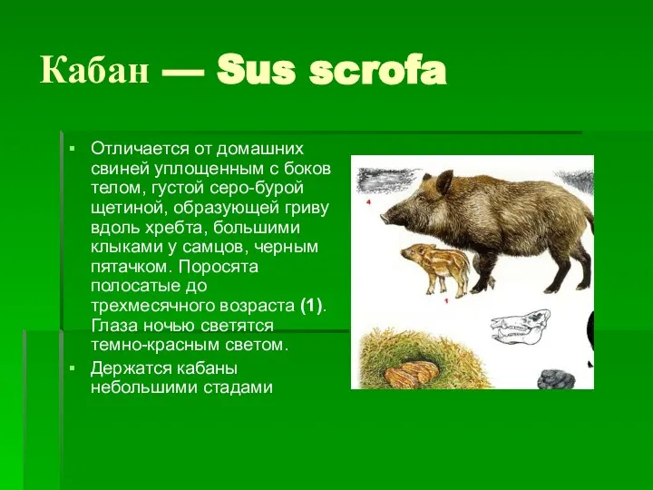 Кабан — Sus scrofa Отличается от домашних свиней уплощенным с боков