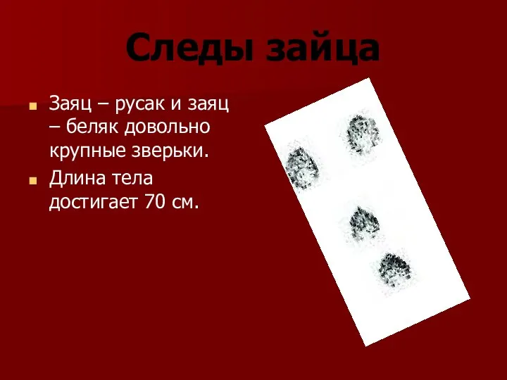 Следы зайца Заяц – русак и заяц – беляк довольно крупные