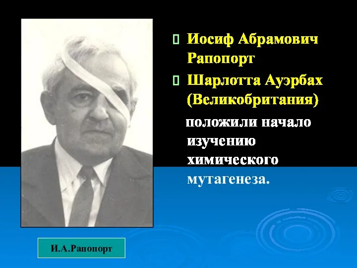 Иосиф Абрамович Рапопорт Шарлотта Ауэрбах (Великобритания) положили начало изучению химического мутагенеза. И.А.Рапопорт