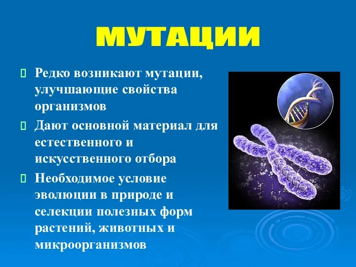 Редко возникают мутации, улучшающие свойства организмов Дают основной материал для естественного