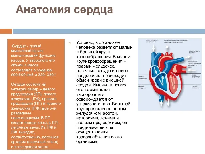 Анатомия сердца Сердце - полый мышечный орган, выполняющий функцию насоса. У