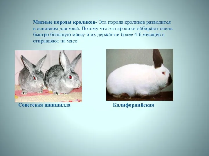 Мясные породы кроликов- Эта порода кроликов разводится в основном для мяса.
