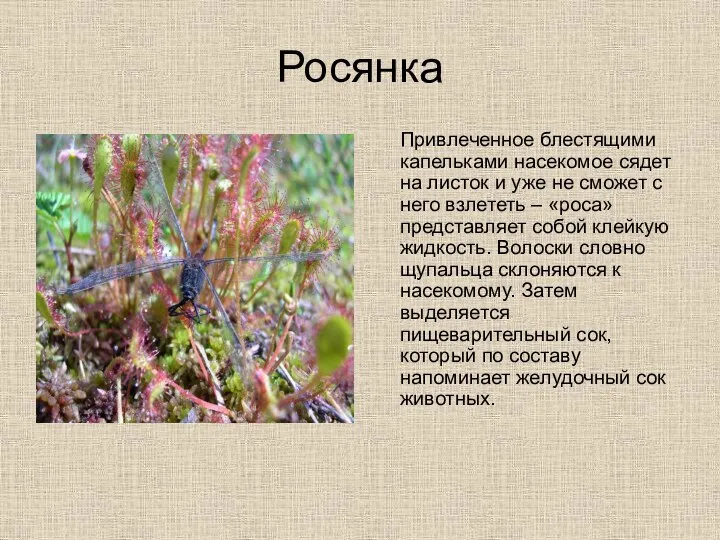 Росянка Привлеченное блестящими капельками насекомое сядет на листок и уже не