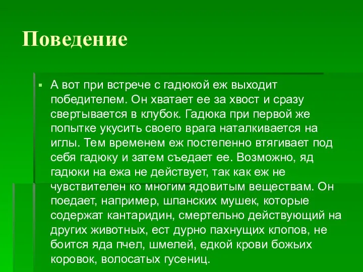 Поведение А вот при встрече с гадюкой еж выходит победителем. Он