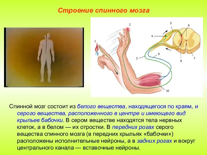 Строение спинного мозга Спинной мозг состоит из белого вещества, находящегося по