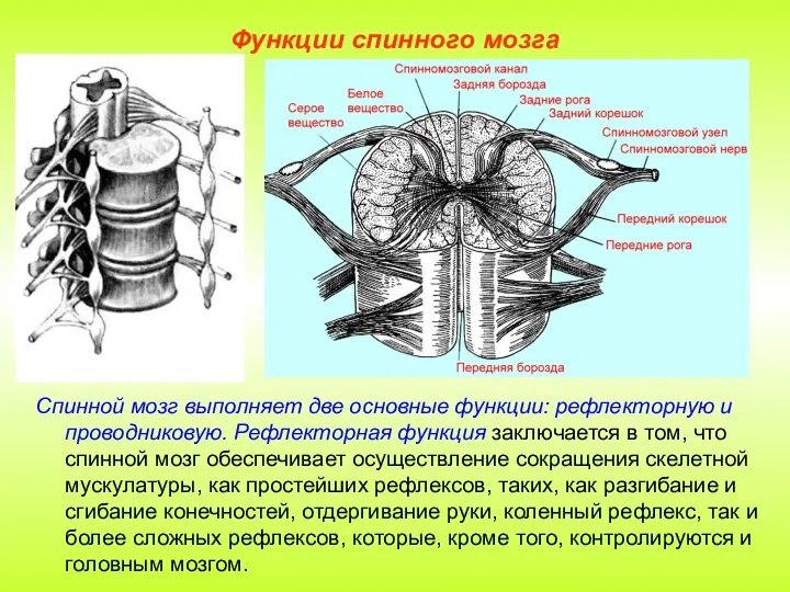 Функции спинного мозга Спинной мозг выполняет две основные функции: рефлекторную и