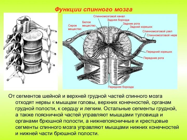 Функции спинного мозга От сегментов шейной и верхней грудной частей спинного